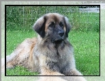 �liczny, Leonberger